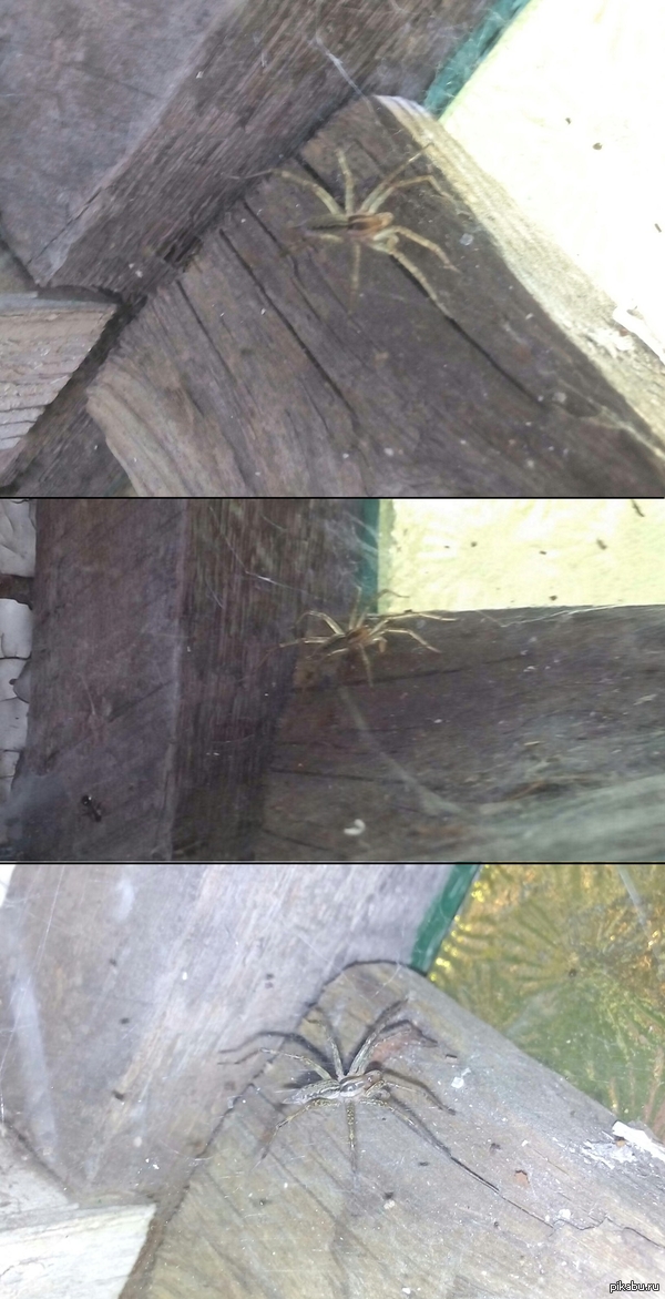 Паукан Вот такая милота поселилась у меня дома в бане. Грамотные люди, подскажите как называется эта няшка (Сорян за качество фоток)