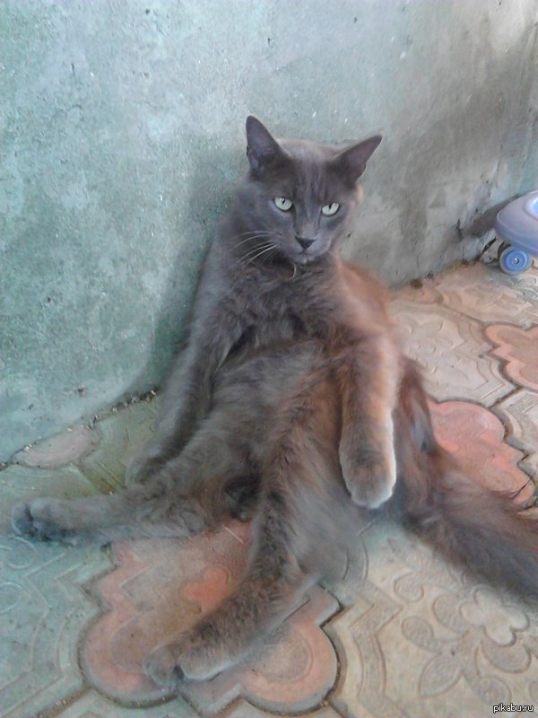 Просто устал от жары