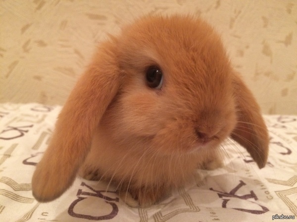 ��� ����������