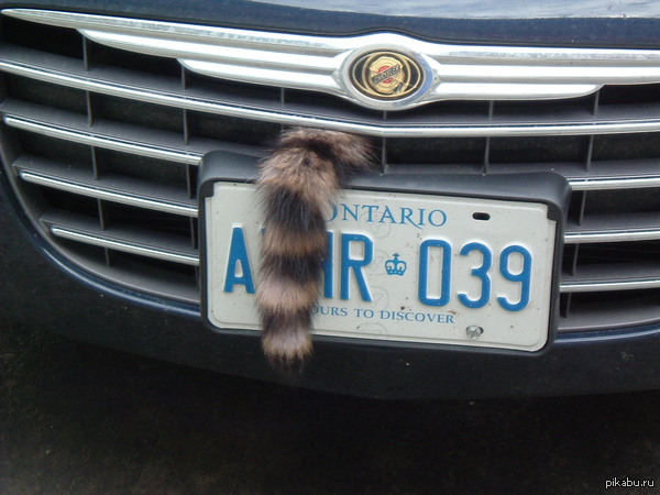 � ��� ������ �������