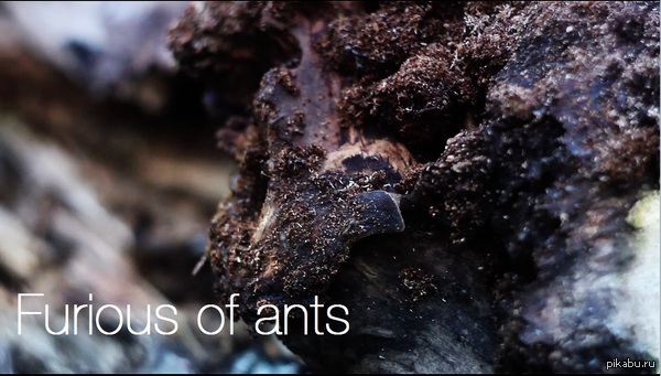 Furious of ants.   .    .   .  https://www.youtube.com/watch?v=fTxlZhUB4bc
