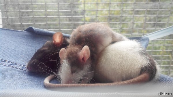 Спять усталые крысята.