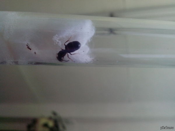  Lasius niger     22.07