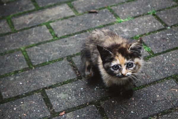 ����� �����������