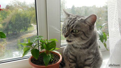 ������� ��������� ����, �������!