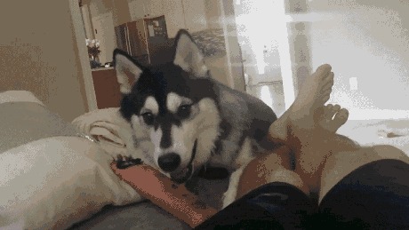 Dog Licks My Dick