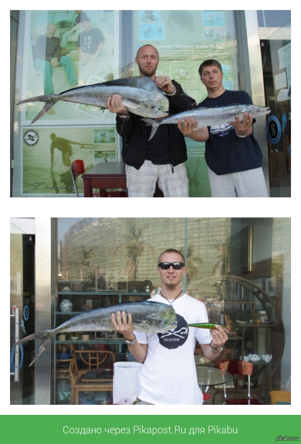 Друзья съездили на рыбалку. Дорадо и баракудка.