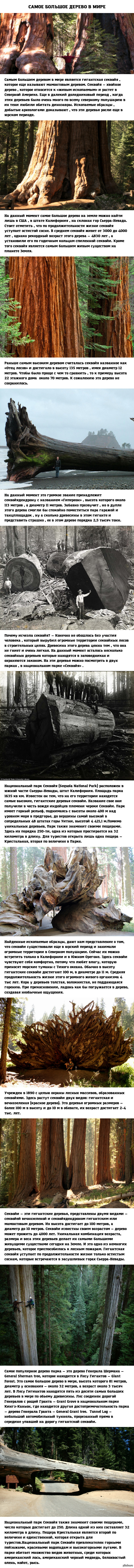 Самое большое дерево в мире
