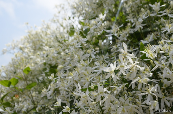 � ������ ������ ����� "���", � ����� ��� ��������� �������� � ���� � "�����" =)