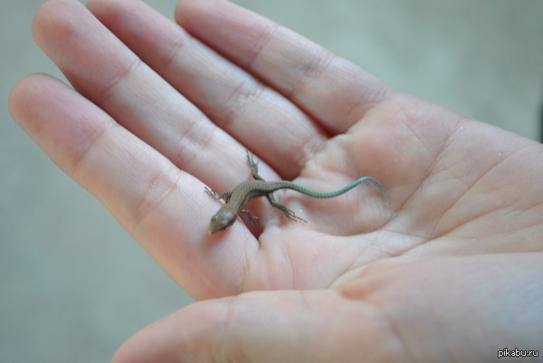 Просто милая ящерка. | Пикабу