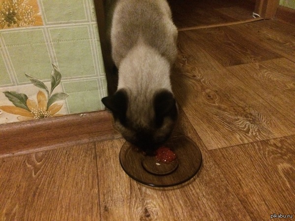 Кот с изысканным вкусом.