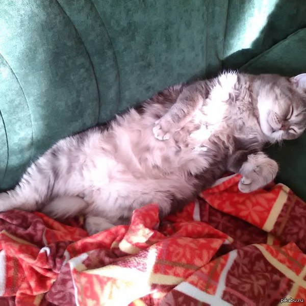 Животное в нирване