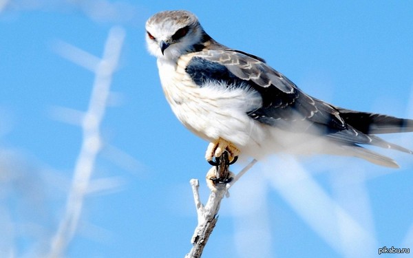 Что за птица?