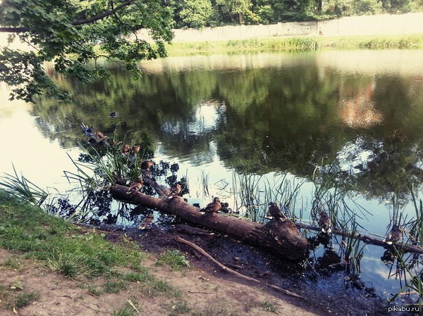 Here are some ducks for you - My, Duck, Lake, Kaliningrad