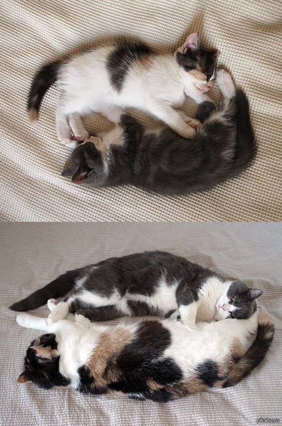 ������ ��������