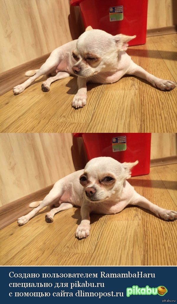 ������ - �����������