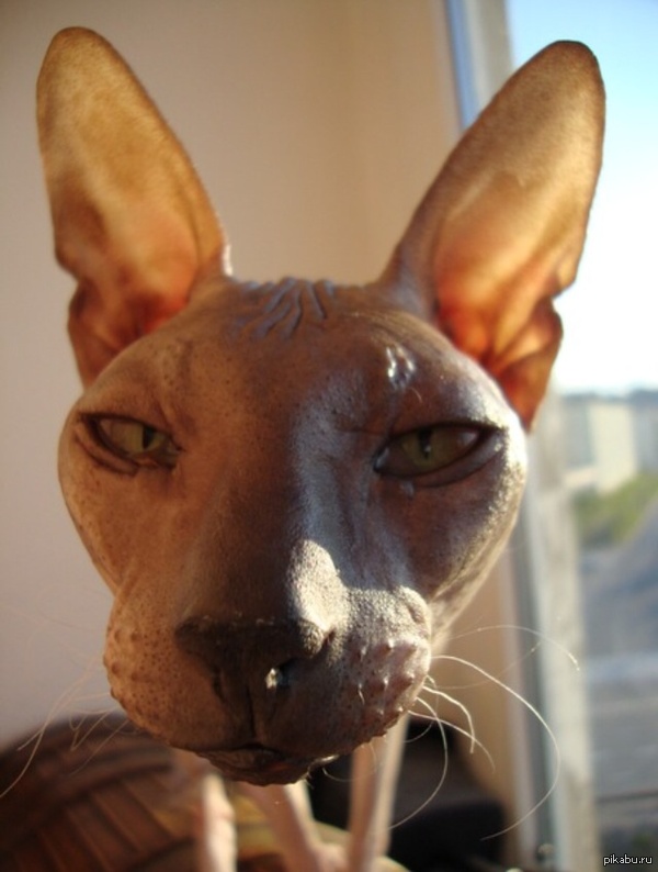 �����. ���. �������.