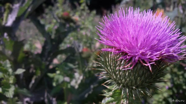 ������ ����� ����� �������� ����