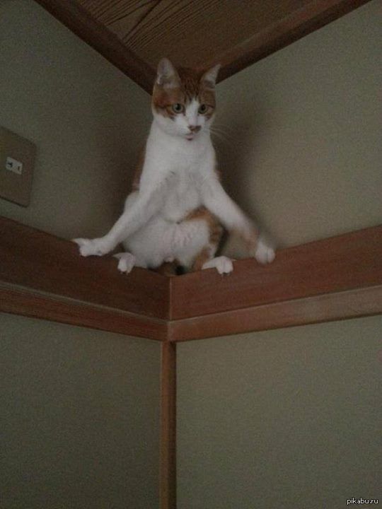 ��� ������ ������ � ���