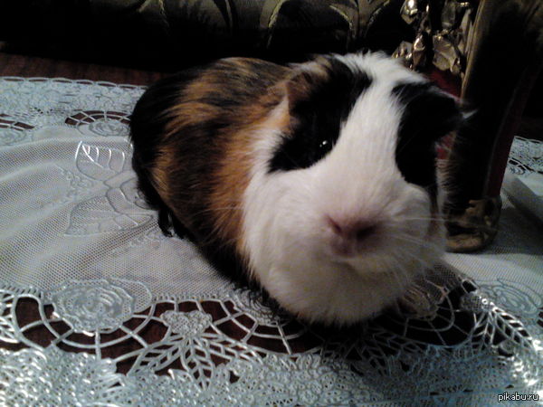 ������� ������)