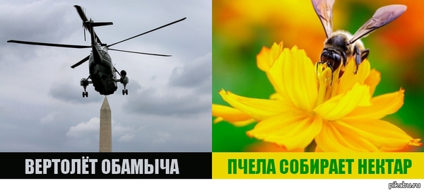 Забавное сходство) | Пикабу