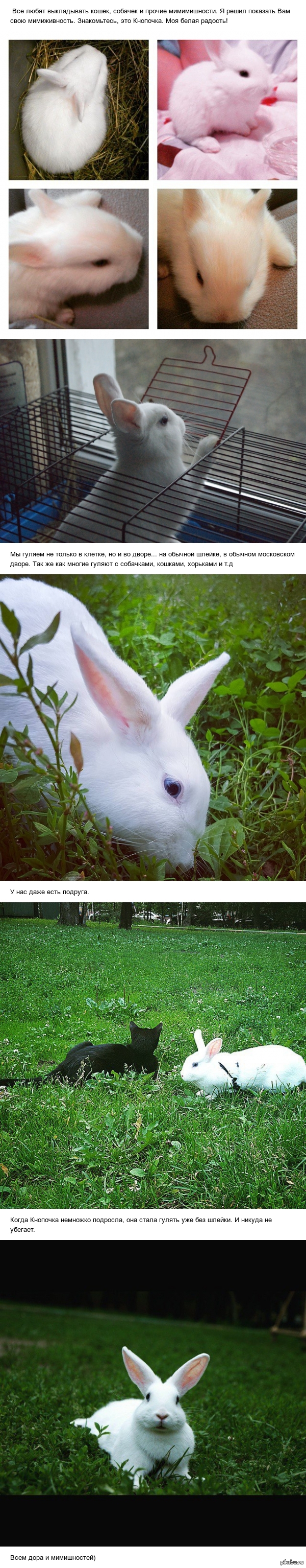 Пушистое мимими.