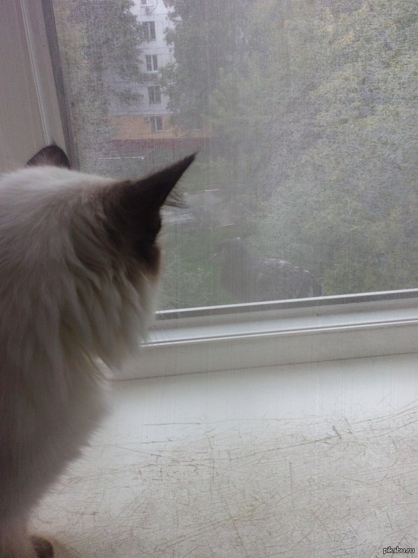 Так выглядит сила воли.