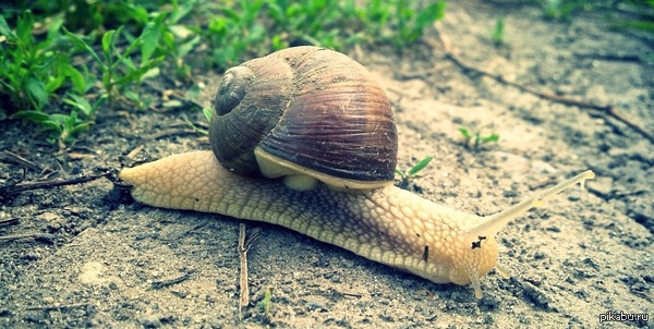 По дороге на обед