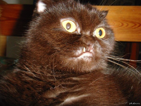 просто мой котик