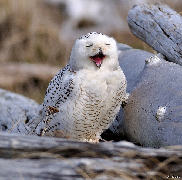 "O sole, 'o sole mio"