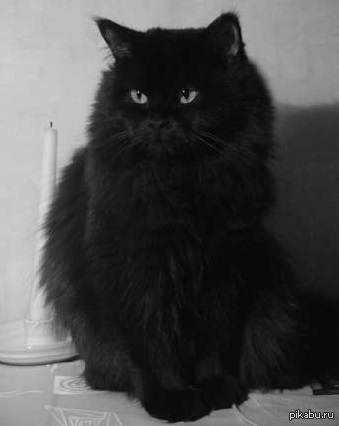 Черные Пушистые Коты Фото