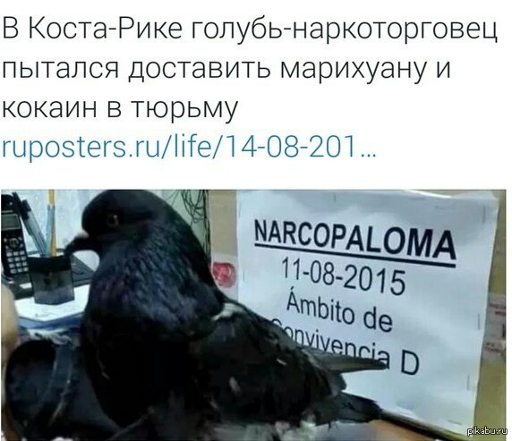 Наркоторговец | Пикабу