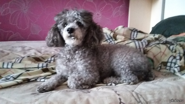 Хочу свести свою собаку , нужен кабелЬ , той пудель . НИЖНЕВАРТОВСК