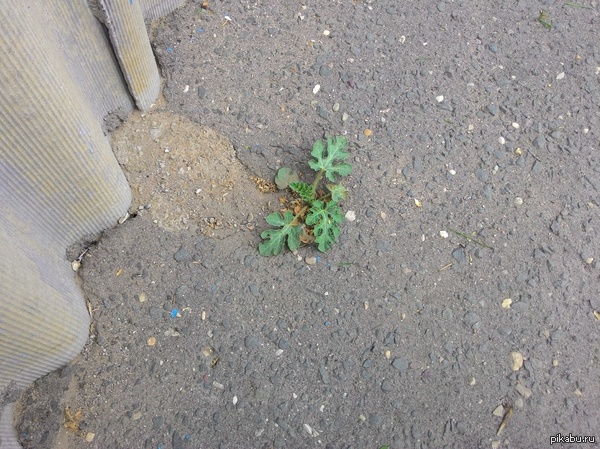 �����, ������� ����