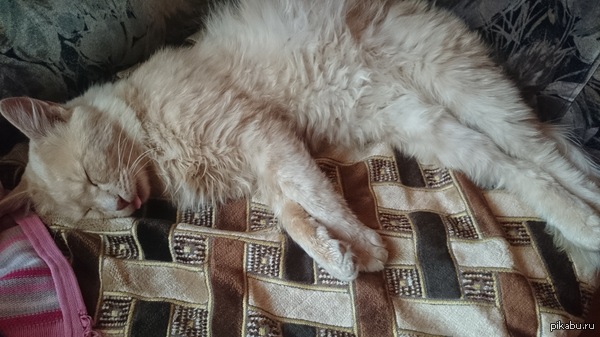 ��-����� ��� �����������)