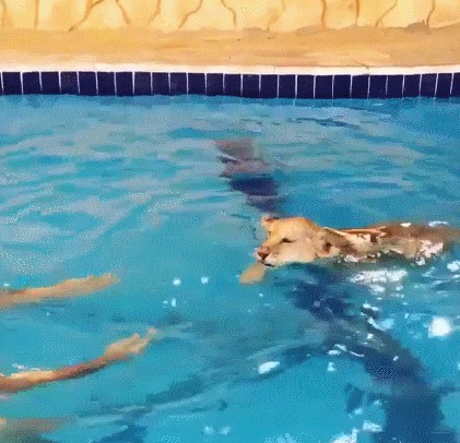 Киса купается