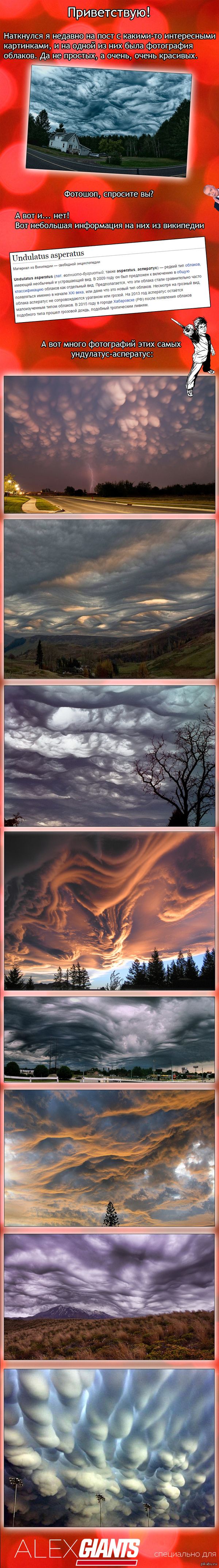 Undulatus Asperatus