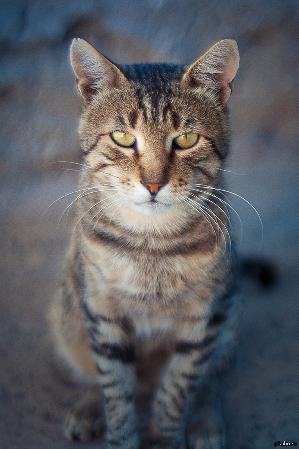 Кот из Счастливцево