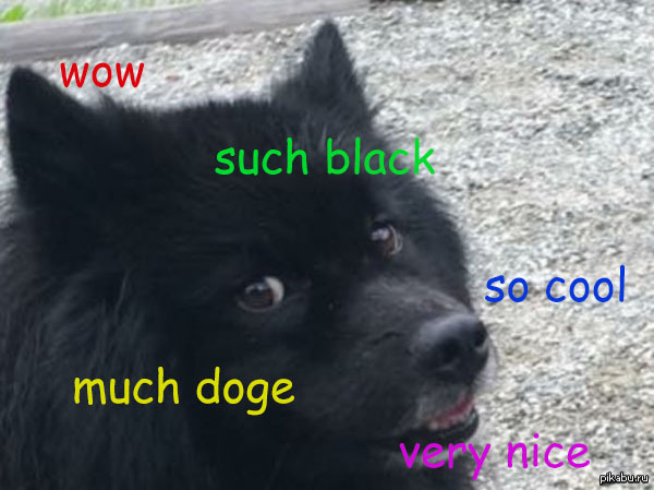 Black doge 2.0