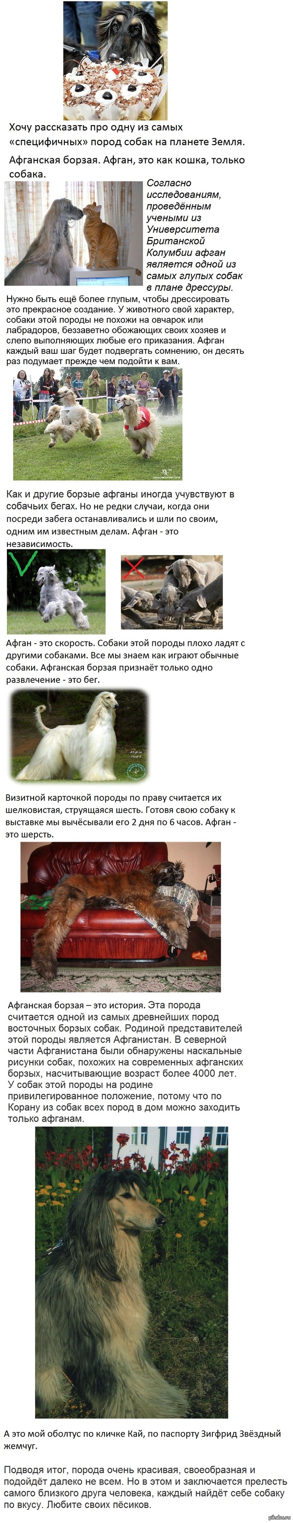 Афганская борзая | Пикабу