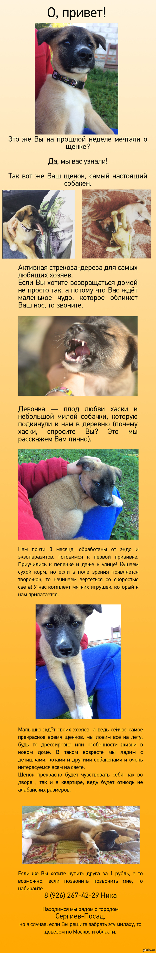 Милаха-щенок ищет дом!