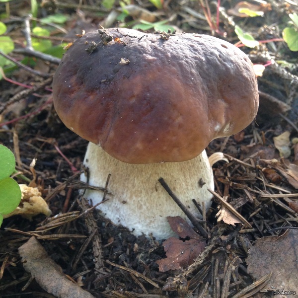 Любителям тихой охоты