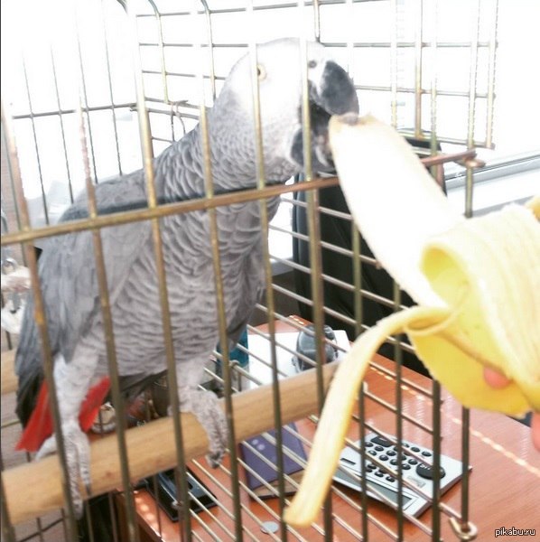 Борис который любит бананы. Очень любит.