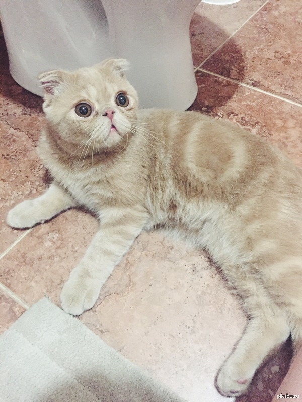 Вчера возвращаюсь к себе домой после работы, а у двери сидит это чудо