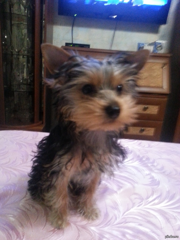 ��� �������