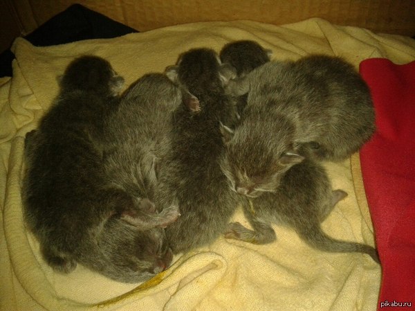 Kittens - Yesterday, And we have today, cat, My, Childbirth