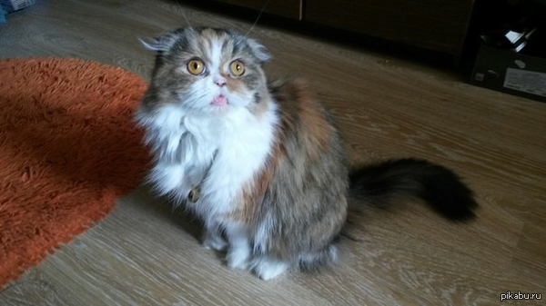 ׸����� ���������� �� ���� ������ ����������