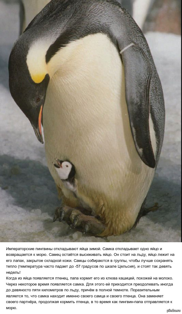 Однополые пингвины впервые высидели яйцо. Теперь они заботятся о птенце, как родители