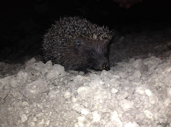 Этого красавца встретил, когда ночью возвращался с работы