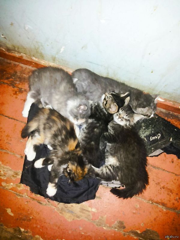 Котята в добрые руки Ижевск!. Поднимите пожалуйста в горячее. Скоро холода и им нужен дом.